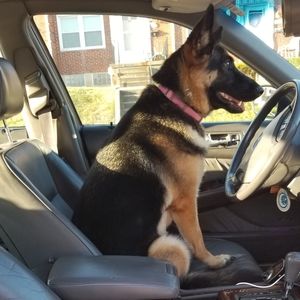 Juicy, the driving German Shepherd